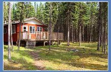 Cabin set in the trees at Slim's Cabins