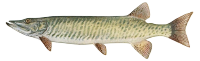 muskie burned